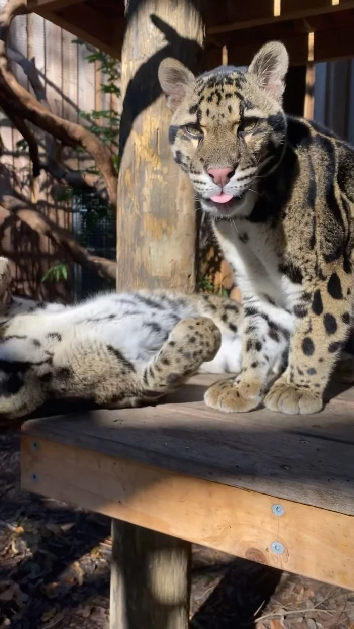 The cats are resting - Clouded leopard, Big cats, Cat family, Wild animals, Milota, Animal protection, Australia, Reserves and sanctuaries, , Wild cat center, Video, Longpost