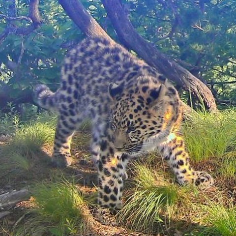 Far Eastern leopards - Leopard, Big cats, Cat family, Land of the Leopard, National park, Reserves and sanctuaries, Wild animals, Predator, , Interesting, Phototrap, Far Eastern leopard, Red Book, Rare view, Longpost