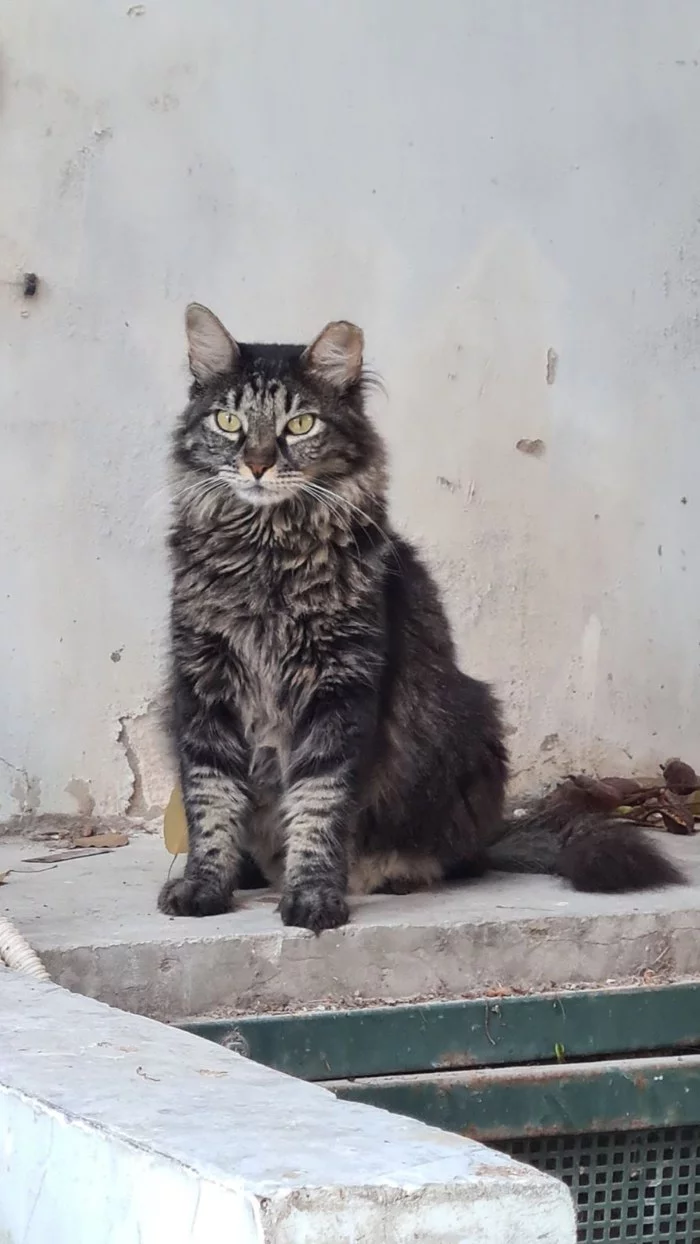 street handsome - My, cat, The street