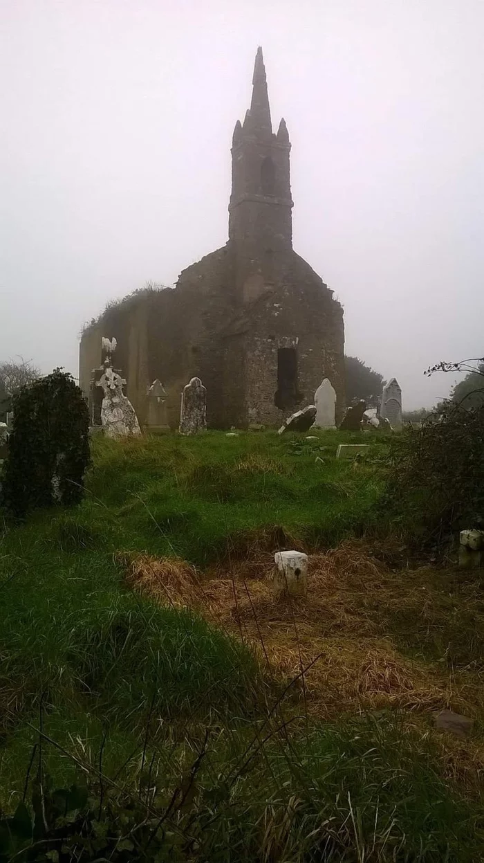 How goats and sheep clean up an Irish cemetery - Cemetery, Ireland, Goat, Sheeps, Clearing, Grass, Longpost