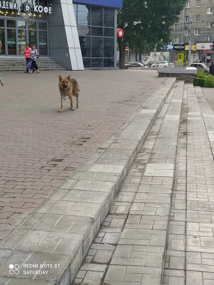 Novosibirsk. A very friendly dog ??walks, judging by the chain around his neck - he ran away - Lost, Dog, Novosibirsk, No rating, Found a dog