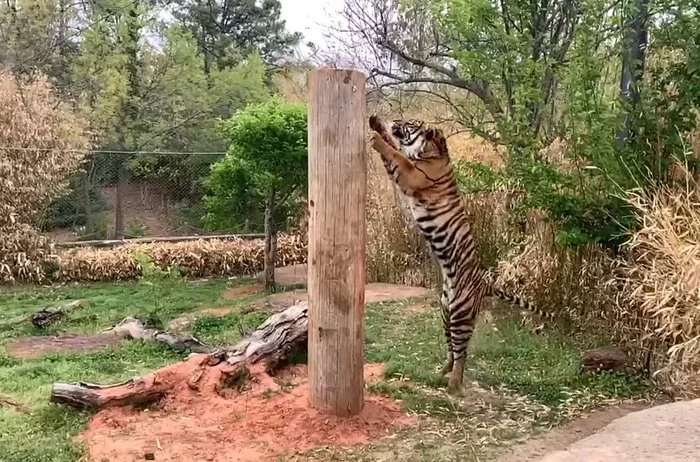 The tiger makes an impressive leap for a treat - Tiger, Big cats, Cat family, Zoo, Animal Rescue, Rare view, Wild animals, Oklahoma City, , USA, Interesting, Bounce, The national geographic, Video, Longpost
