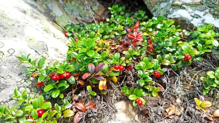 cowberry - My, Berries, Cowberry, Mobile photography, Hike, The mountains, Nature, The photo