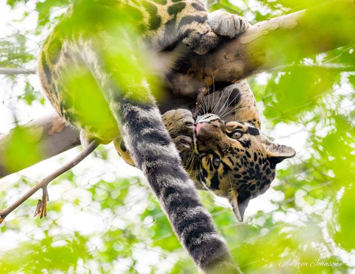 Quite a cat's life twisted) - Leopard, Clouded leopard, Big cats, Cat family, Wild animals, Milota, Interesting, Rare view, The photo