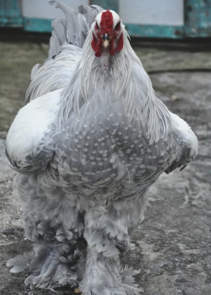 Brama Zhemchug 6 months - Pets, Animal feed, Chicken coop, Pet house, Rooster, Hen, Eggs, Pets