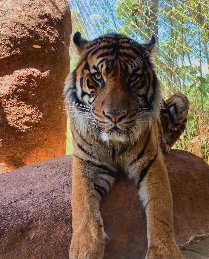 Tigers birthday - Tiger, Big cats, Cat family, Zoo, Animal Rescue, Rare view, Wild animals, Oklahoma City, , USA, Interesting, Tiger cubs, Longpost, The photo