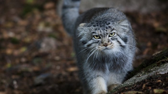 Guess what's his name? - Small cats, Cat family, Milota, Fluffy, Humor, Interesting, Pallas' cat
