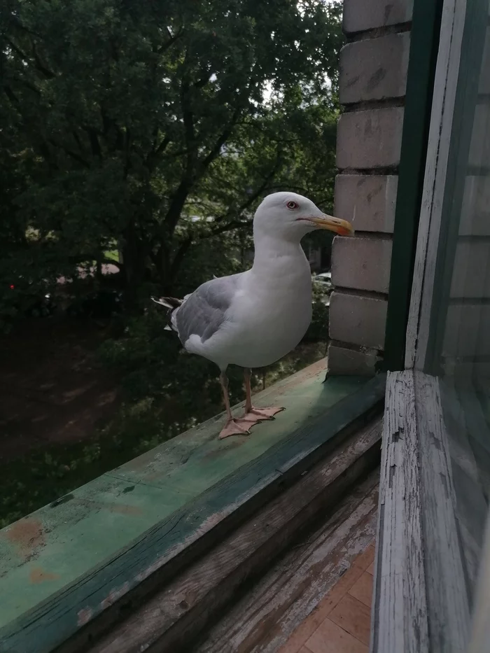 Little bird - My, Birds, Cormorants, Seagulls, Uninvited guests, Longpost