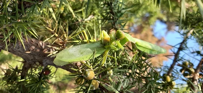 Praying mantises after sex - My, Mantis, Sex, Insects