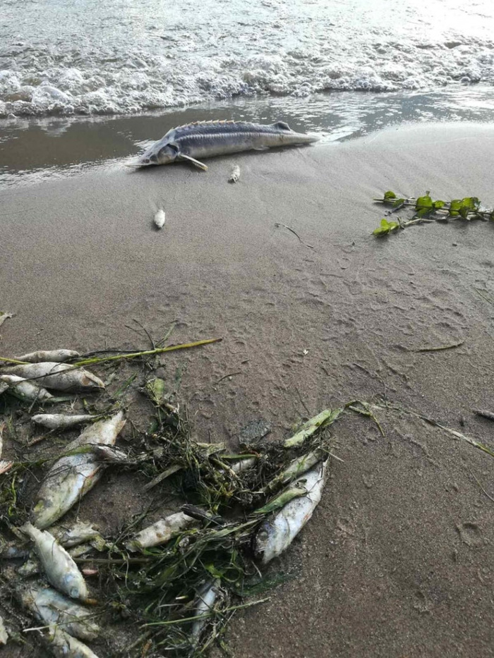 Почему дохнет рыба в Волге? Фото мёртвых осетров и точка зрения властей