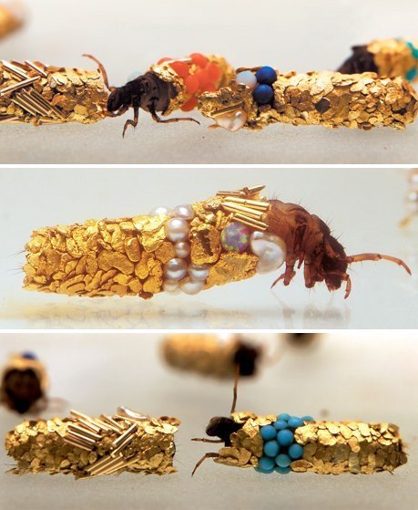 jewelry houses - Caddis fly, Pearl, Jewelry, Insects, 