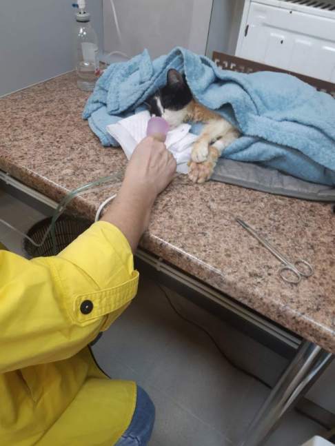 Kuzenka. A small cat, but very strong. Fights for her life. - My, cat, No rating, Video, Longpost, Donation, Donor, Help, Blood transfusion, Kemerovo