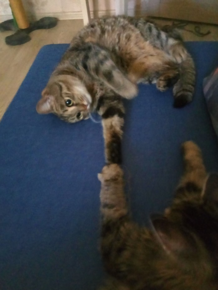 ��������� ���������