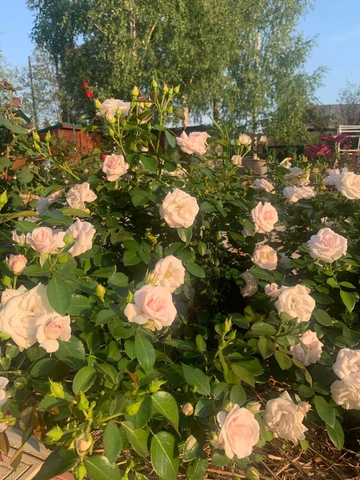 Aspirin entered the 2nd wave of flowering - My, the Rose, Garden, Gardening, Longpost