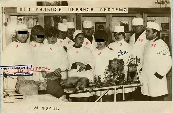 Living head: how dead animals were revived in the USSR - the USSR, The science, Physiology, Dog, cat, Dead body, Revival, Transplantology, Longpost