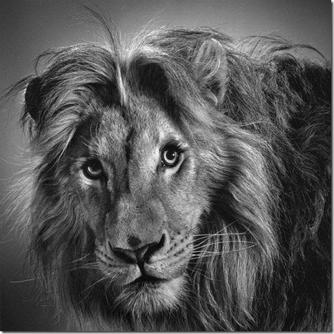 Drawings by Paul Lung - Pencil drawing, Artist, Animals, Hyperrealism, Drawing, Photorealism, a lion, Lynx, , Big cats, Small cats, Cat family