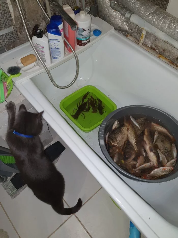 Do you sell fish? - My, Do you sell fish?, cat, A fish, A wave of posts, Longpost, Crayfish, Bath