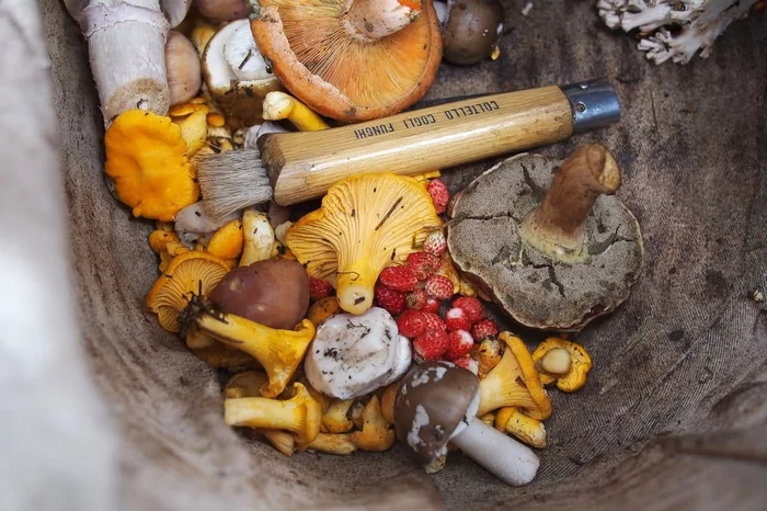 Silent hunt - Mushrooms, The photo, Hunting, Nature, Collection, beauty, Chanterelles