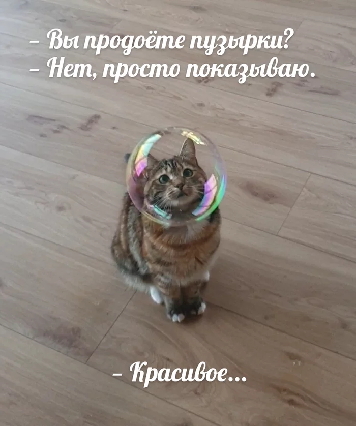 bubbles - Humor, Bubble, Do you sell fish?, Memes, cat