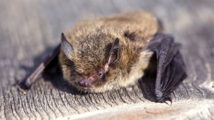 A bat traveled 2,000 kilometers and was caught by a cat in Russia - news, cat, Bat, Pskov region, England, Attack, Flight, Text