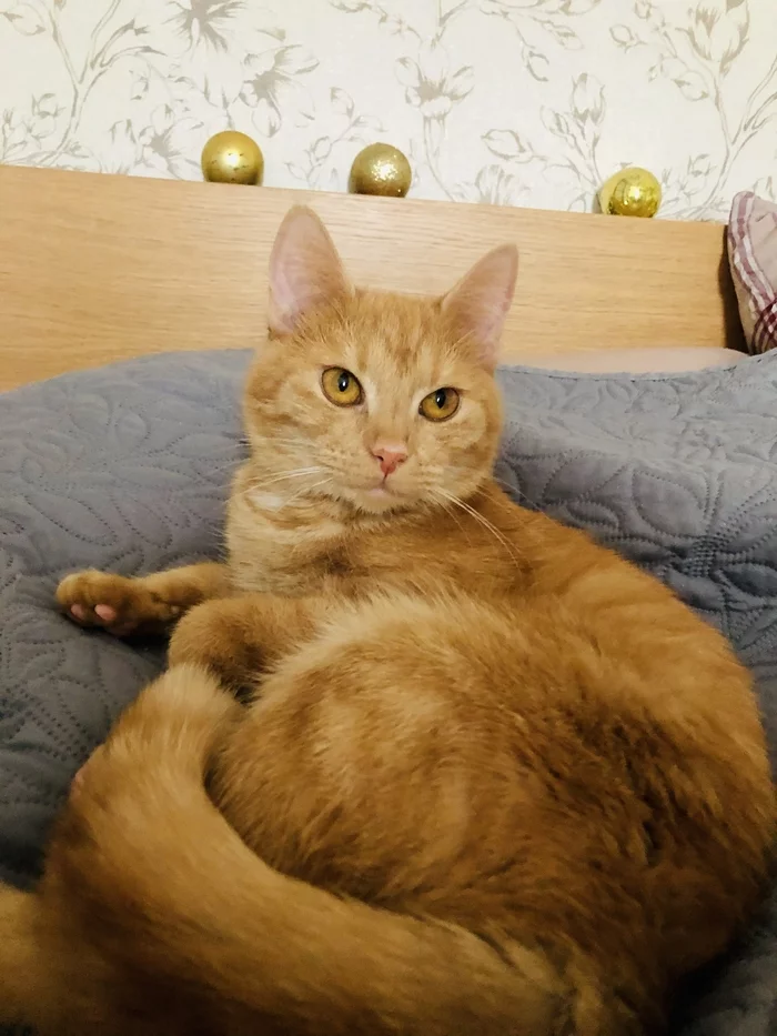 What a look - My, cat, Redheads, Pets