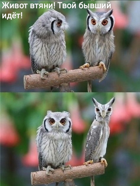 Owls - Owl, Humor, Stomach, Former, Friend, Birds, Picture with text