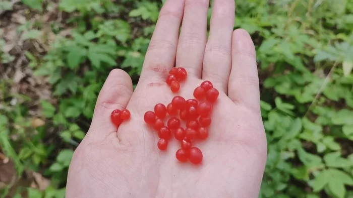 We collect mushrooms. - My, Mushrooms, Nature, Forest, Lactarius, Cowberry, Pine nuts, Video, Longpost, Bones