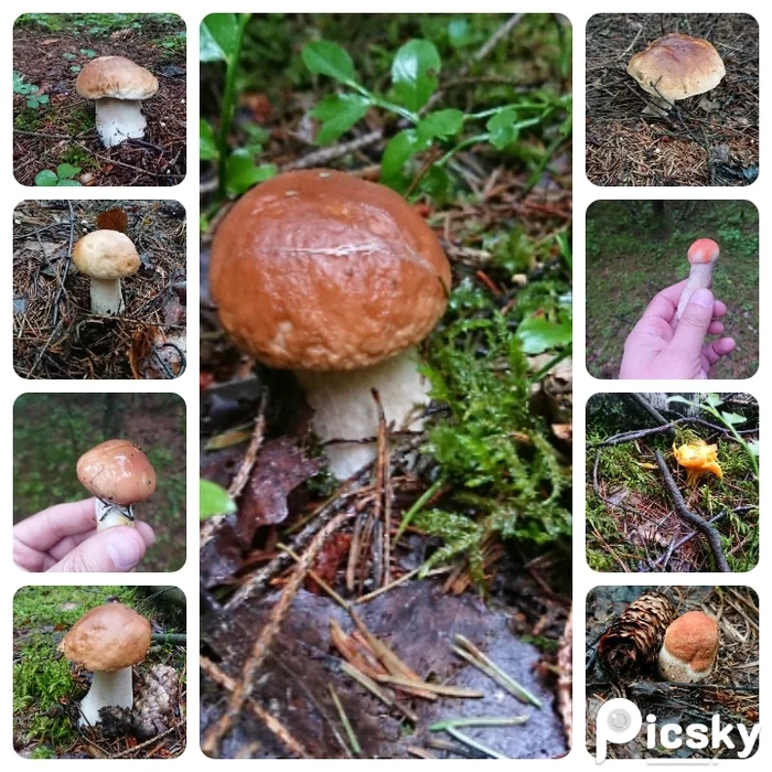 Reply to the post Opened the season - Mushrooms, Chanterelles, Silent hunt, Borovik, Boletus, Butterlets, Reply to post, My