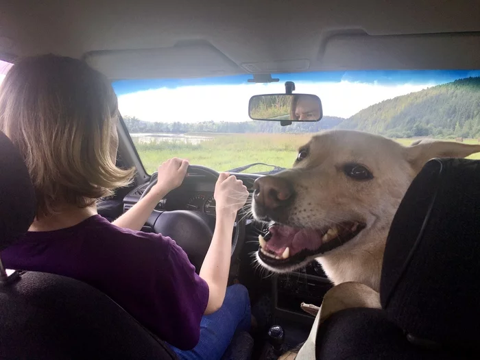 wildly happy - My, Dog, Summer, Longpost, Auto, Pets