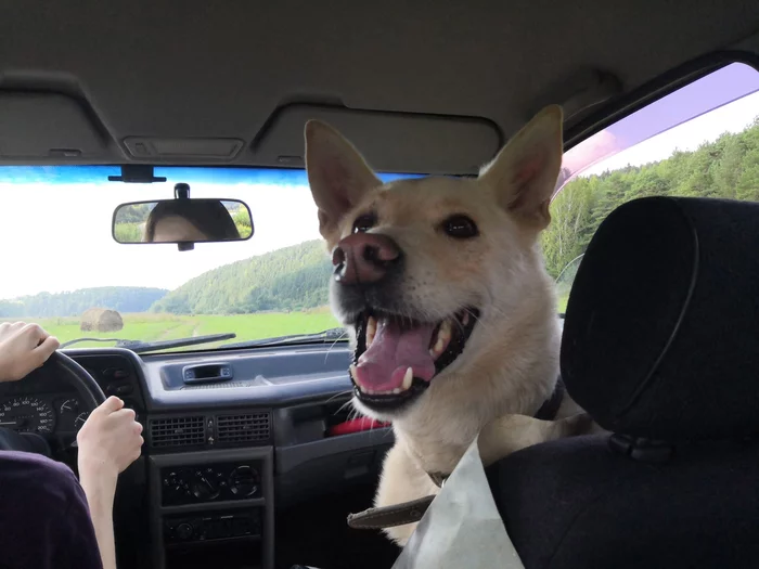 wildly happy - My, Dog, Summer, Longpost, Auto, Pets