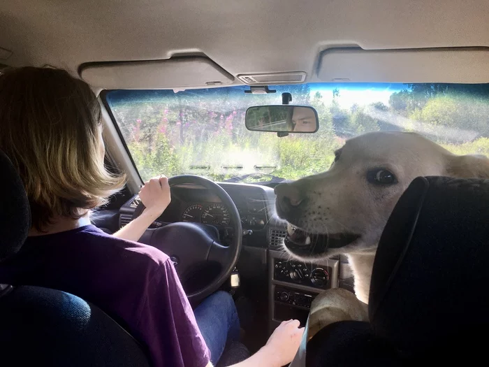 wildly happy - My, Dog, Summer, Longpost, Auto, Pets