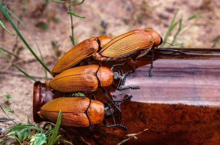 Australian bronze borers: Their males choose beer bottles over females. The story of how glass containers destroy the species - Insects, Australia, Zlatka, Animal book, Yandex Zen, Longpost, Repeat