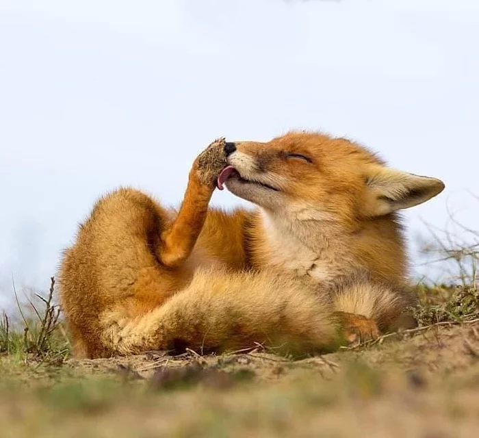 delicious paw - Fox, Paws, Language, Nature, Fur, Animals, Milota