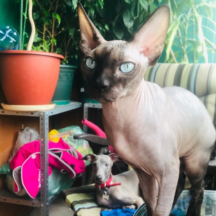 � ���� ��� ������� ���?