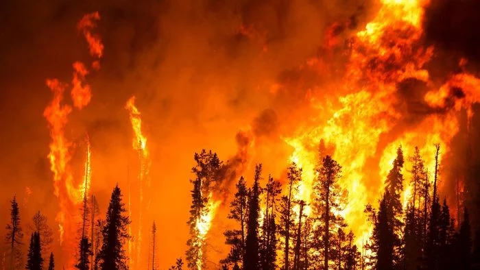 WWF: Should the state put out all fires in the taiga? - Fire, Wildlife Fund, WWF, Yakutia, Turkey, Forest fires, Longpost