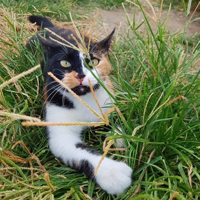 Злюка в засаде