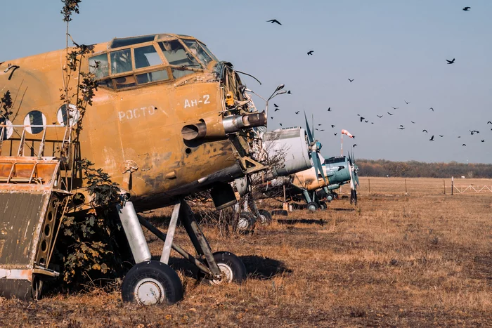 And other birds - My, Longpost, Birds, The photo, Sony, Sony a6000, Airplane, Sky, Symbolism, Aviation, , An-2