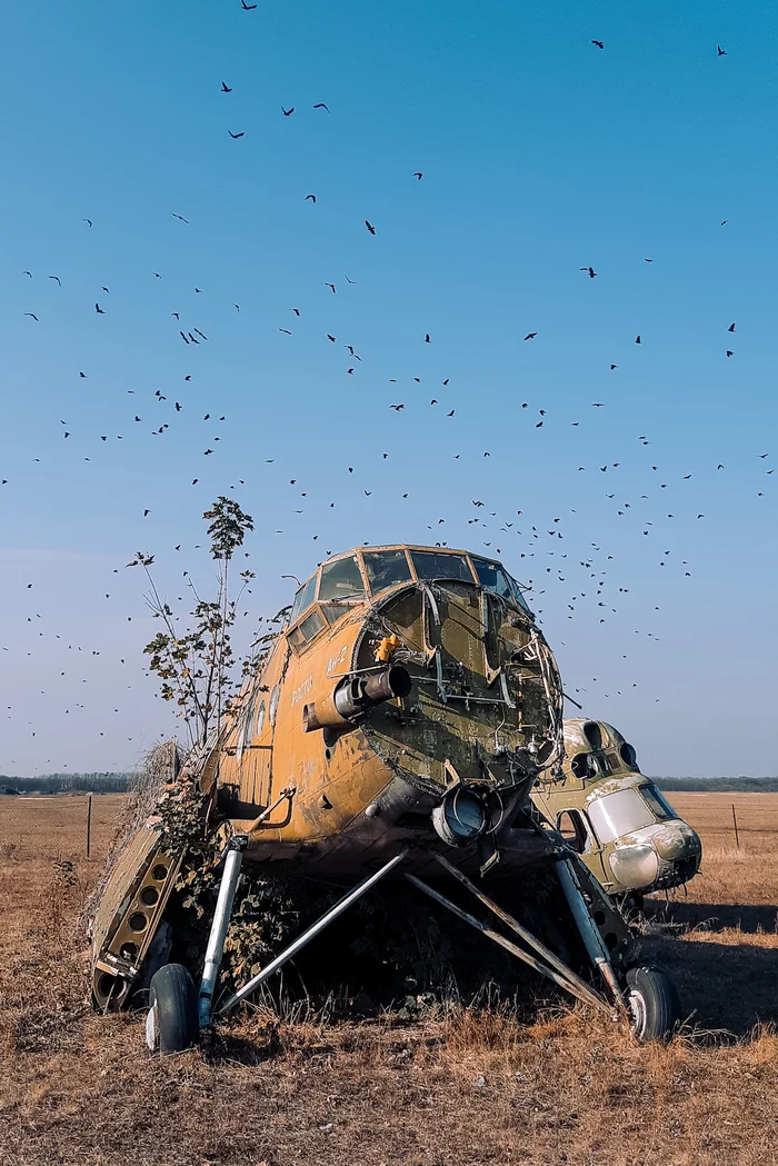 And other birds - My, Longpost, Birds, The photo, Sony, Sony a6000, Airplane, Sky, Symbolism, Aviation, , An-2