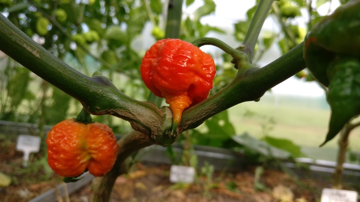 Что такое ghost pepper. Смотреть фото Что такое ghost pepper. Смотреть картинку Что такое ghost pepper. Картинка про Что такое ghost pepper. Фото Что такое ghost pepper