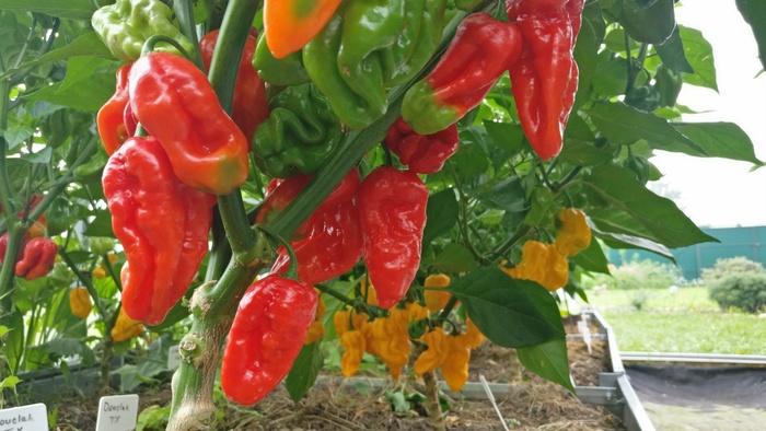 Что такое ghost pepper. Смотреть фото Что такое ghost pepper. Смотреть картинку Что такое ghost pepper. Картинка про Что такое ghost pepper. Фото Что такое ghost pepper