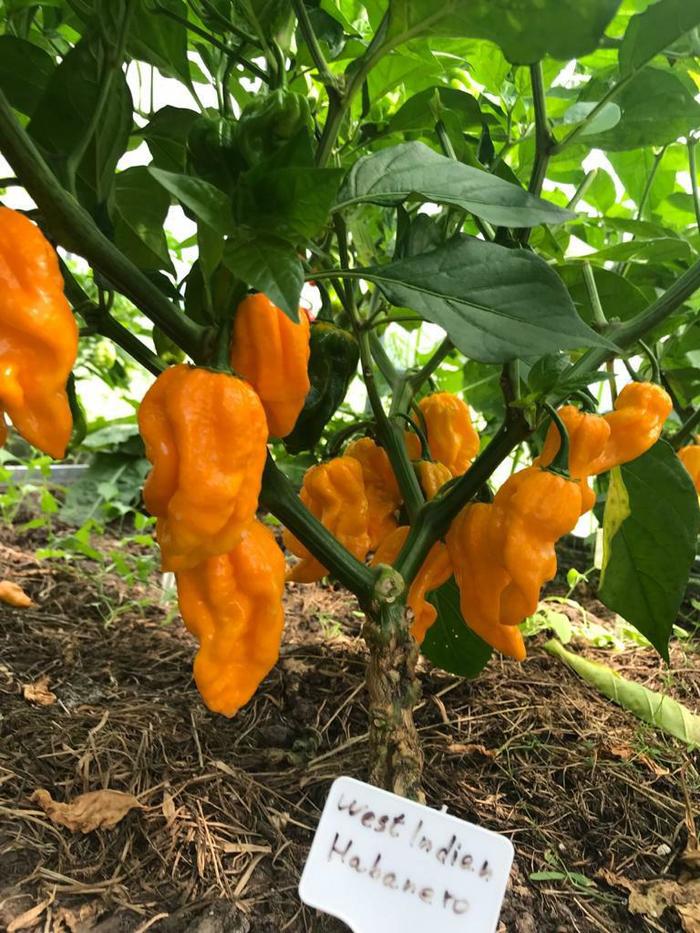 Что такое ghost pepper. Смотреть фото Что такое ghost pepper. Смотреть картинку Что такое ghost pepper. Картинка про Что такое ghost pepper. Фото Что такое ghost pepper