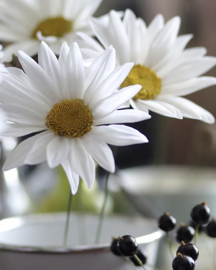 My polymer clay garden daisies - My, Лепка, Cold porcelain, Polymer floristry, Needlework without process, Handmade, Longpost, With your own hands, Polymer clay, Video