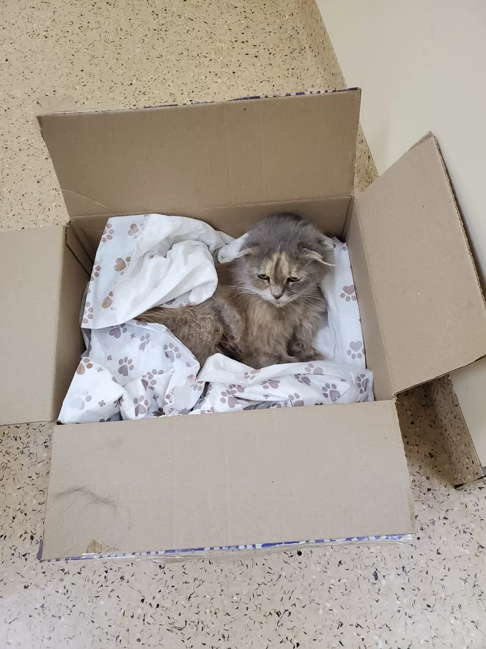 Peekaboo power, I need your help! - Help, Animals, Veterinary, Helping animals, Longpost, cat, Domodedovo, Podolsk, Found a cat, , Injury