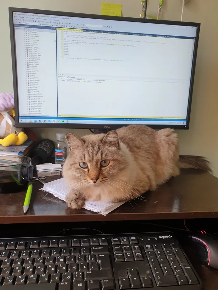 Work time, it's time for the cat! - My, cat, Remote work