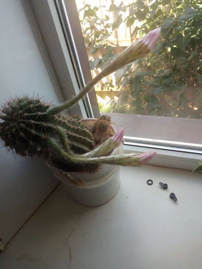 On the same wavelength with a cactus - My, Cactus, Text, Houseplants, Longpost, Blooming cacti