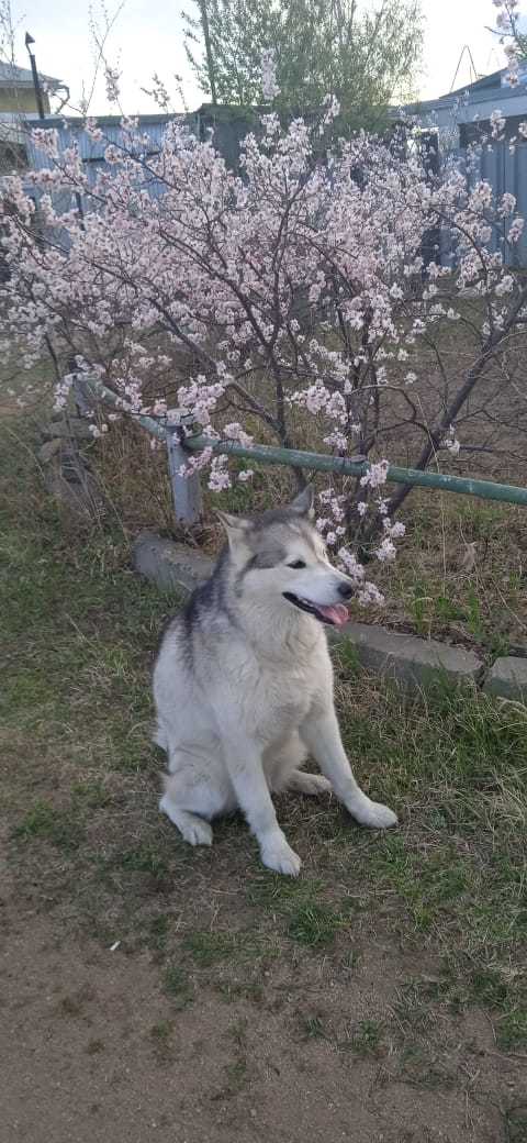 Собачка - Моё, Без рейтинга, Переезд, Помощь, Длиннопост, Собака