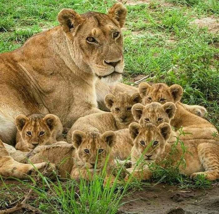 Mother-heroine or just a nanny?) - Lioness, Lion cubs, Big cats, Milota, Wild animals, Predatory animals, Positive, The photo
