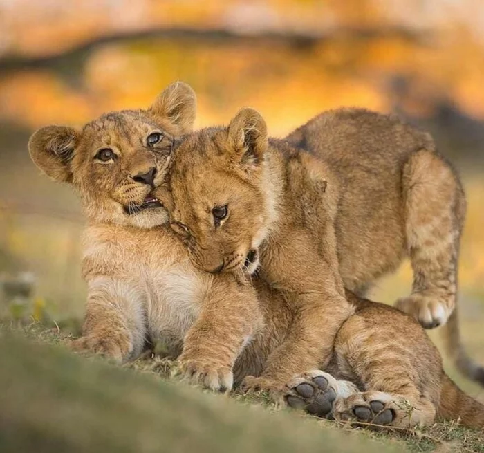 Kus and Kus) - Lion cubs, Big cats, Cat family, Kus, Milota, a lion, Predatory animals, The photo