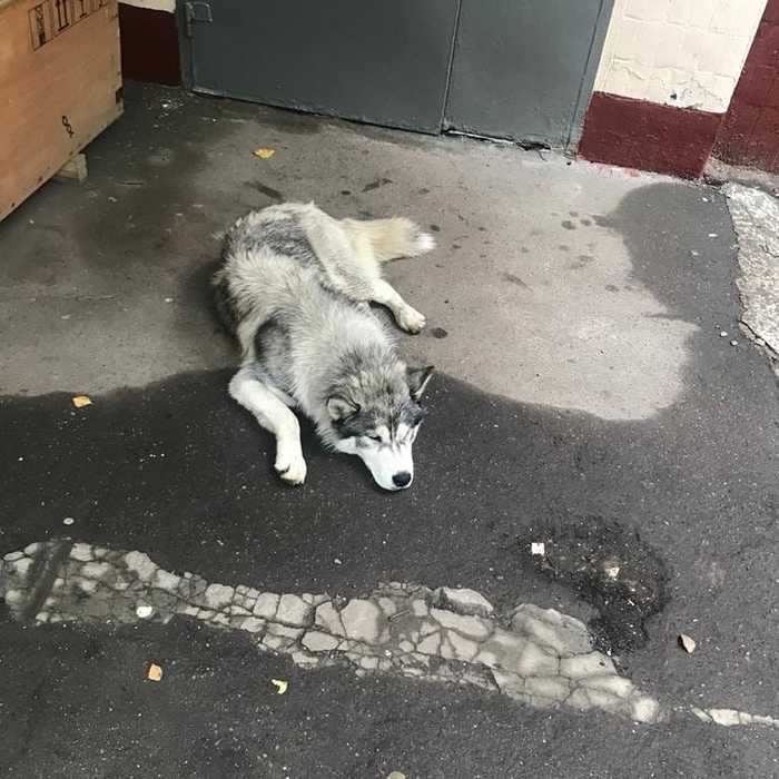 Found dog Msk Tyoply Stan - The dog is missing, Found a dog, Moscow, Teply Stan, Homeless animals, Husky, Longpost, Dog, No rating