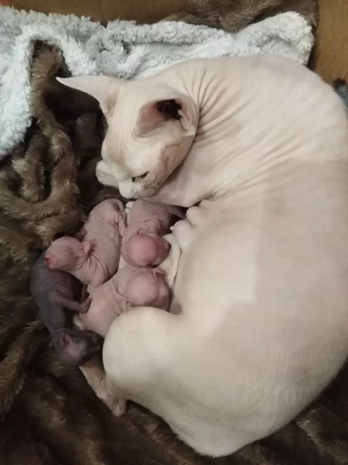 And today our cat gave birth to kittens yesterday!!!) - My, cat, Kittens, Canadian sphinx, Bambino, Longpost, Milota